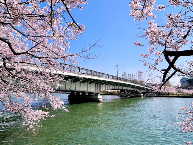 Cherry blossoms in full bloom near Gempachibashi Bridge