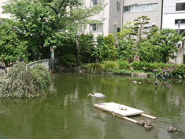 亀の池とも呼ばれる通り、池の中で亀が泳ぐ
